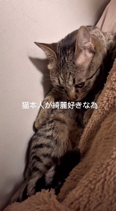 毛布の上で毛繕いする猫