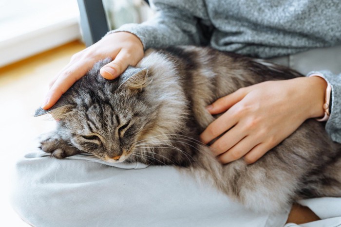 膝の上の猫を撫でる女性