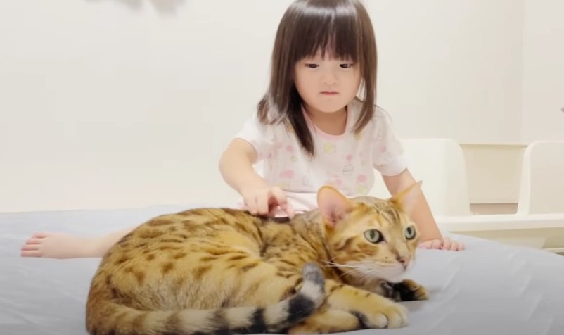 猫の背中を触る女の子