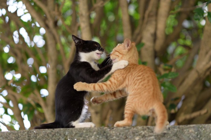 ジャレあって遊ぶ2匹の子猫