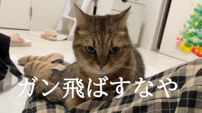 ガン飛ばすなや