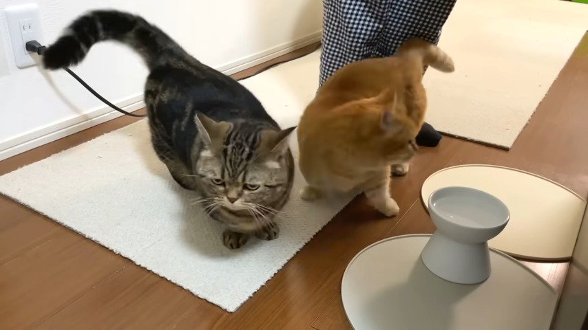 足元二匹の猫