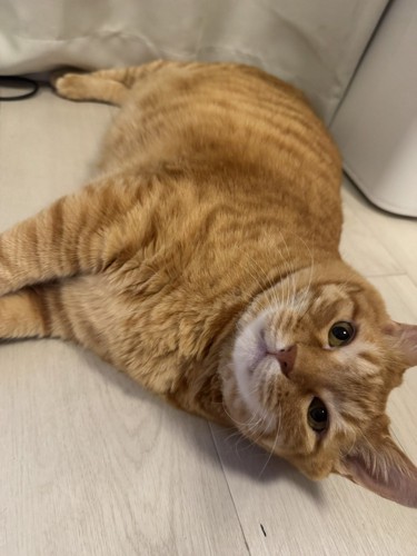 寝転がる猫