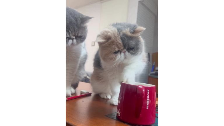テーブルの上にいる猫