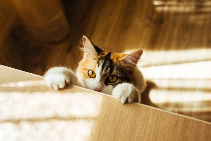 立ち上がってテーブルに手をかける猫