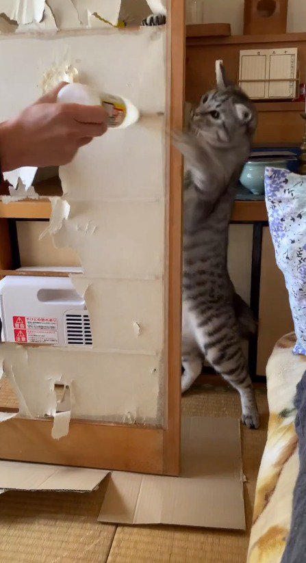 飼い主が持っているボトルに前足を伸ばす猫