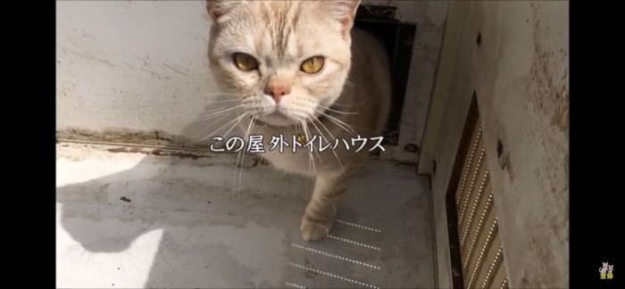 野外猫トイレ