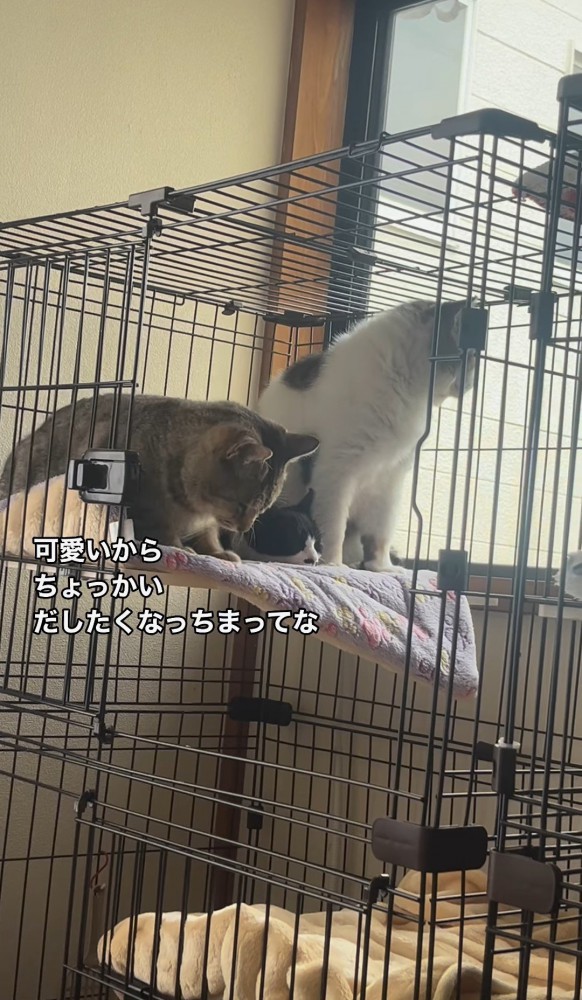 外を見る猫と身を低くする猫