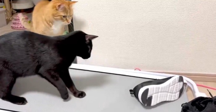 2匹の猫とスニーカー