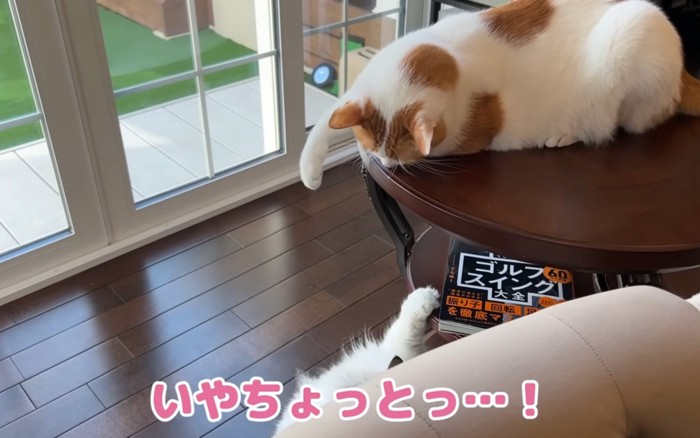 攻撃する猫