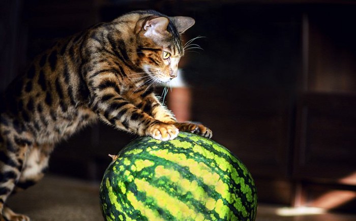 スイカの上に乗る猫