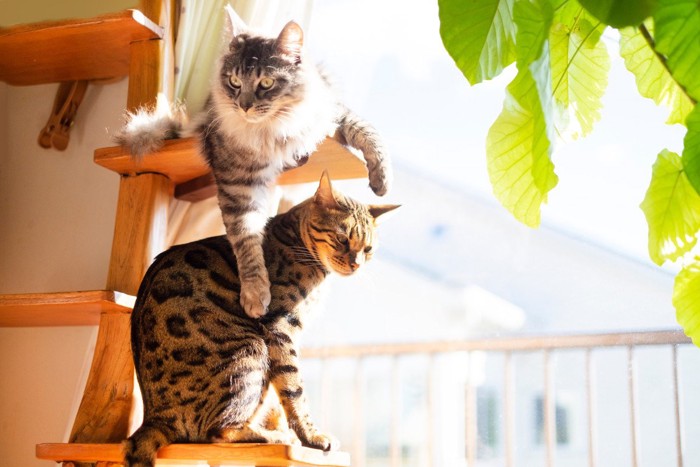 キャットタワーで遊ぶ猫たち