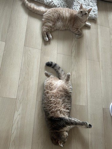 そばでくつろぐ2頭の猫