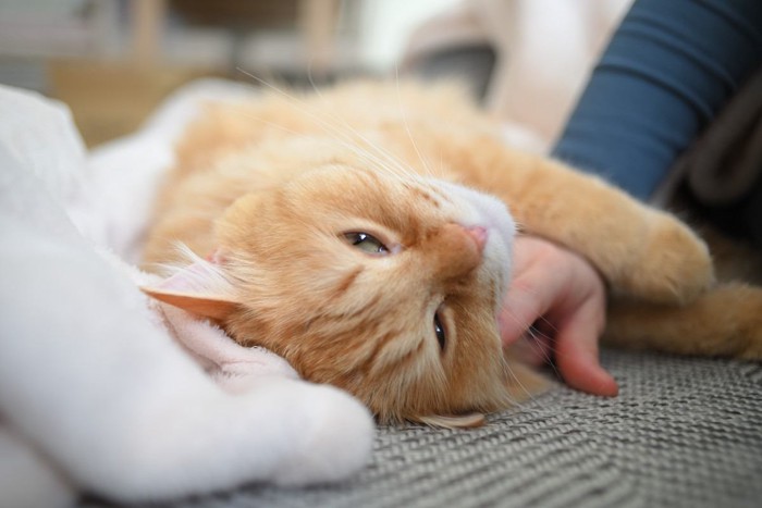 人にすり寄る猫