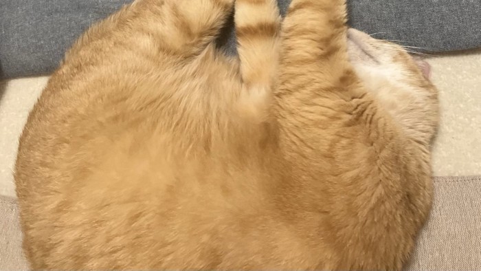 丸くなって寝ている猫の様子