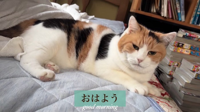 おはよう