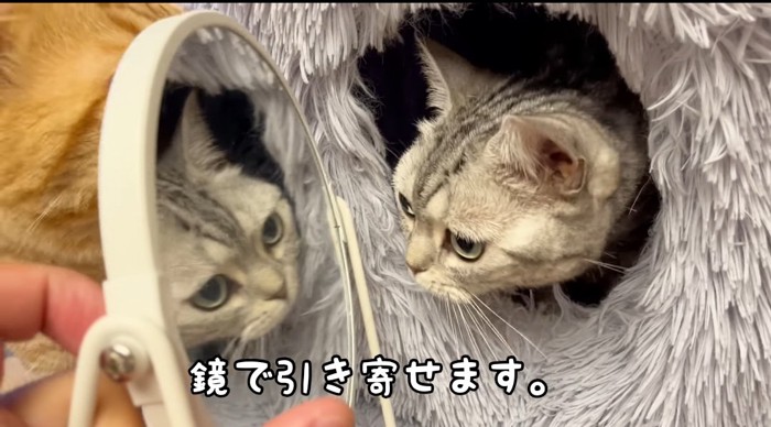 鏡を見る猫