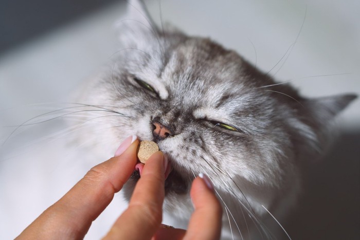 錠剤をなめる猫