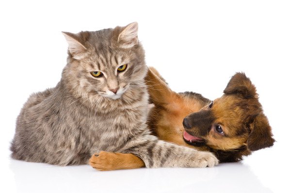 じゃれる怒る顔の猫と子犬