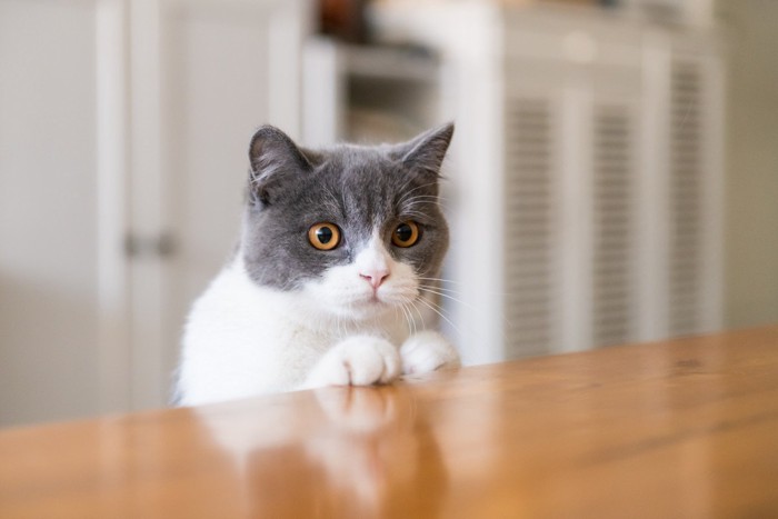 テーブルの上に興味を持つ猫