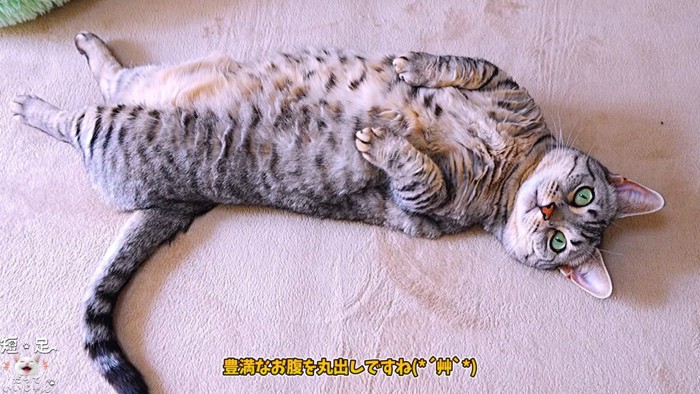 仰向けの猫