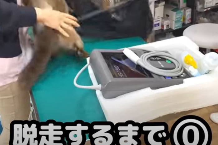 よもぎ猫6