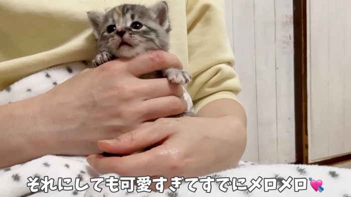 抱っこされる子猫