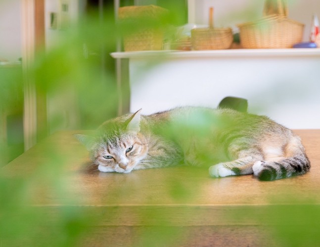 元気がなさそうな猫