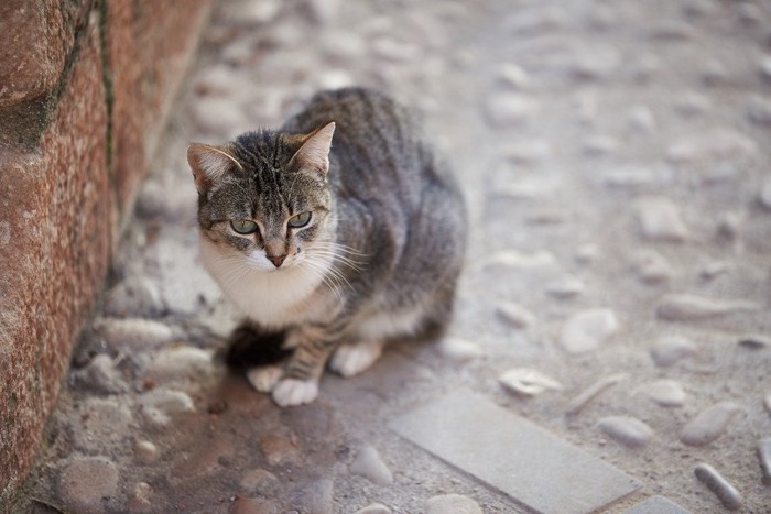 外にいる猫