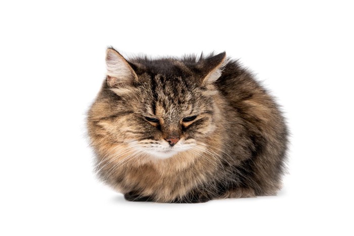 うずくまる猫