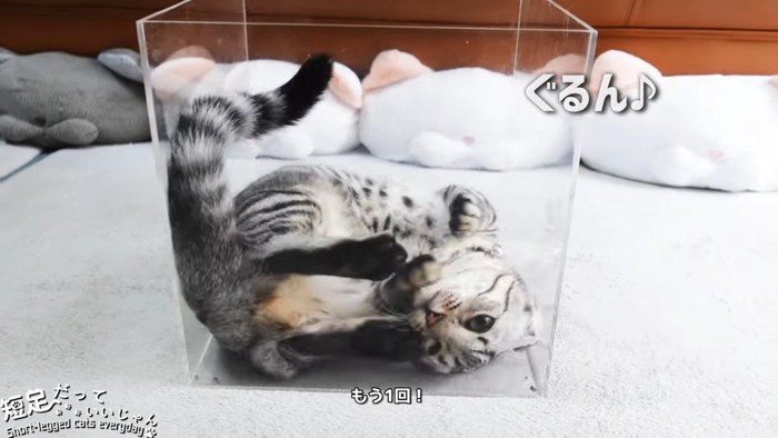 箱の中で転がる猫