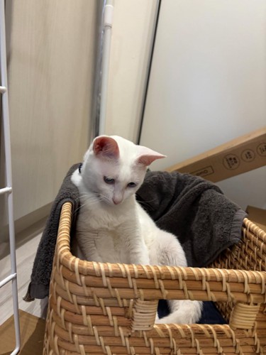 かごに入っている白猫