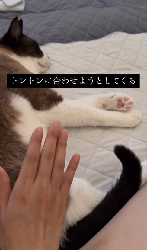 横たわっている猫とお尻の近くて手をあげている飼い主(尻尾をやや曲げて上げている)