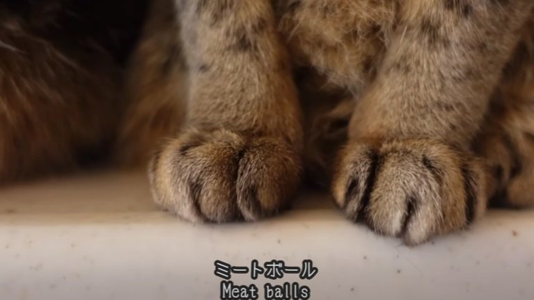 ミートボールのような猫の前足