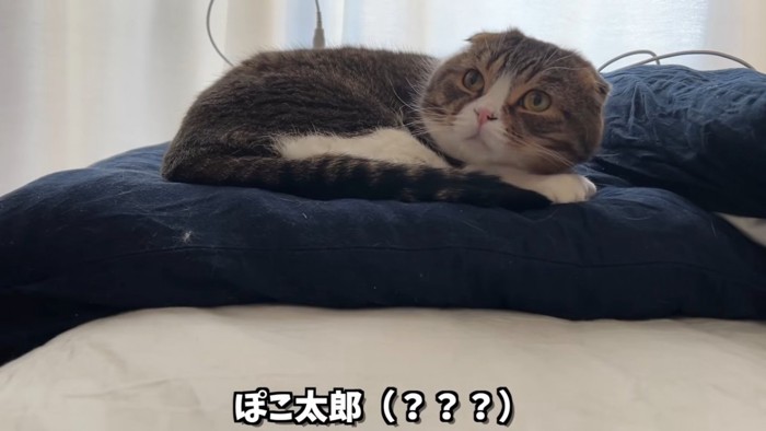 上を見る猫