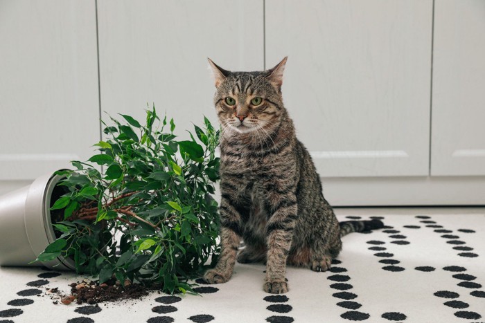 倒れた鉢植えと猫