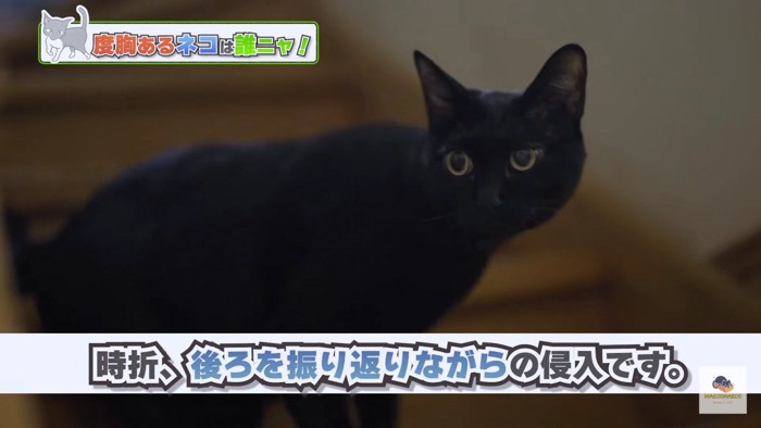 見返り黒猫