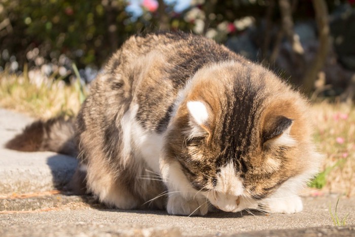 うつむきがちな猫