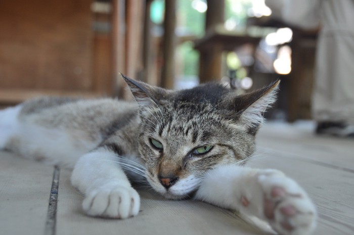 怠そうに横になる猫