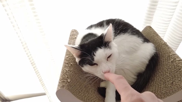 指に顔を近づけるホルンくん