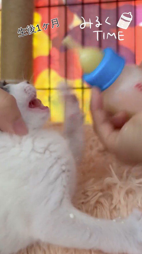 哺乳瓶に向かって前足を伸ばす子猫