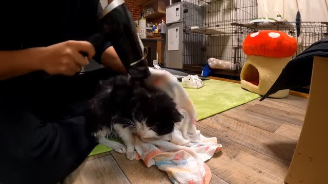 ドライヤーをかけてもらう猫