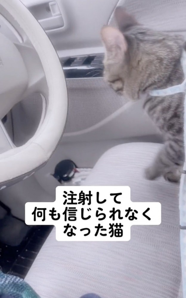 車内の猫