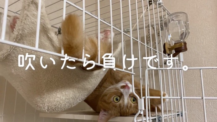 シッポを左に振るウラちゃん