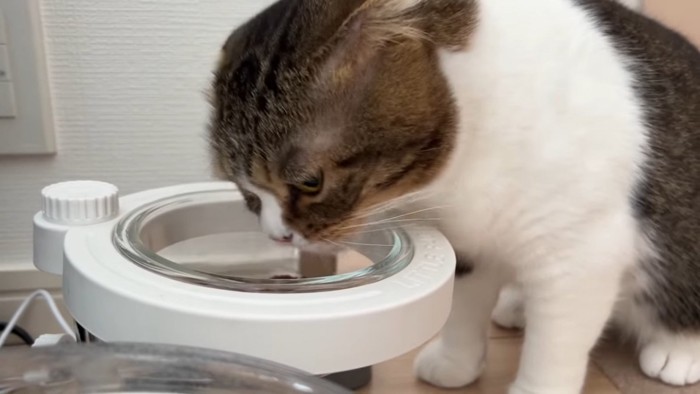 食事中の猫