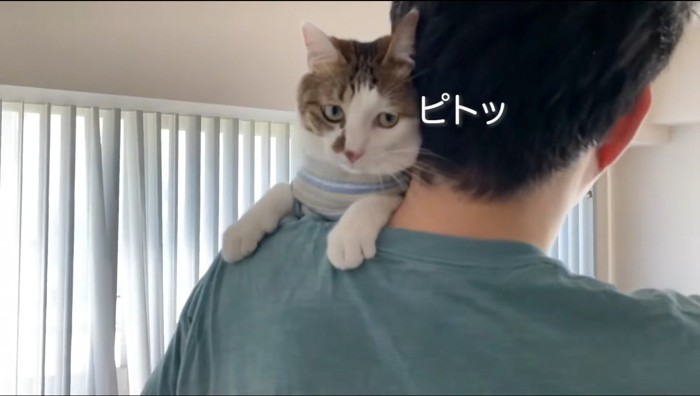 男性の顔に自分の顔をくっつける2本足の猫