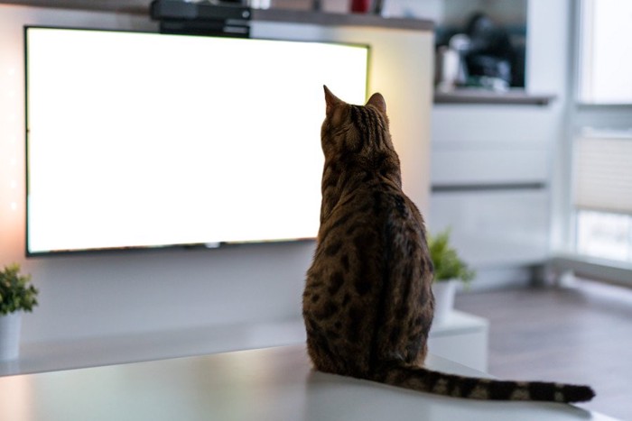 テレビを見る猫