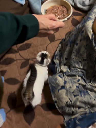 歩く猫の後ろ姿