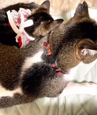 先住猫によりそう子猫