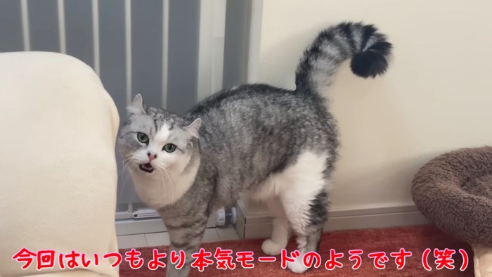 口を開けて立っている猫